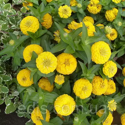 Цинія багатоквіткова Ліліпут жовта 0,5 г, насіння Яскрава