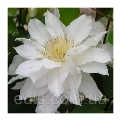 Клематис Sylvia Denny (Сільвія Денні)