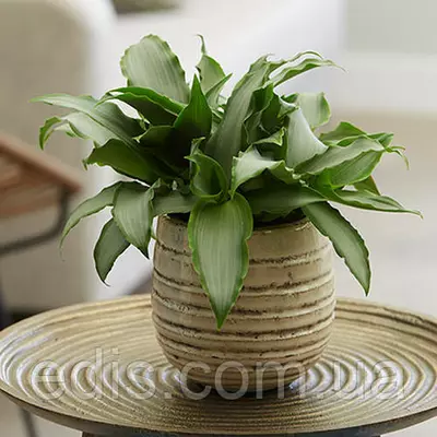 Мурданія loriformis Bright Star, кімнатна рослина