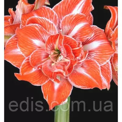 Гіппеаструм махровий Sunshine Nymph (Саншайн Німф) 1 цибулина 24/26