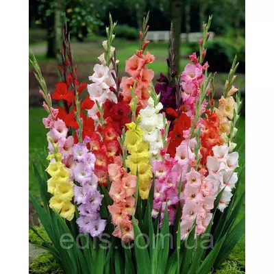 Гладіолус великоквітковий суміш 10 шт/уп. колібр 10/12