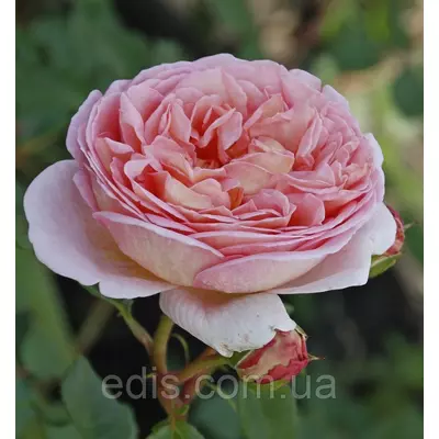 Троянда Ніжність (Subtlety) англійска флорібунда