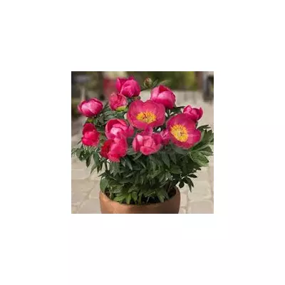 Півонія низькоросла Oslo (Осло) кореневище в пакеті
