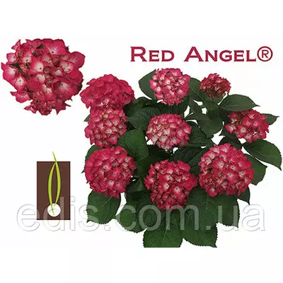 Гортензія великолисткова Red Angel (Ред енжел) у контейнері