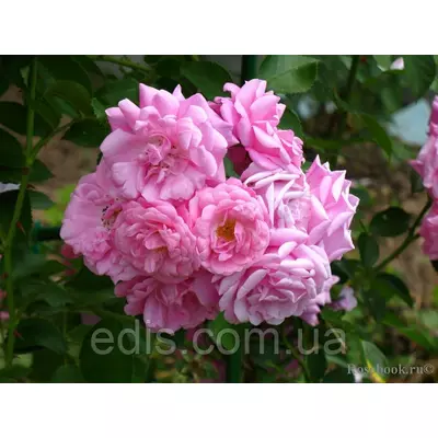 Троянда в'юнка Чаплинз Пінк (Chaplin's Pink)