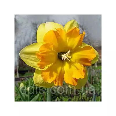 Нарцис розрізнокорончатий Mondragon 10/12 1 цибулина