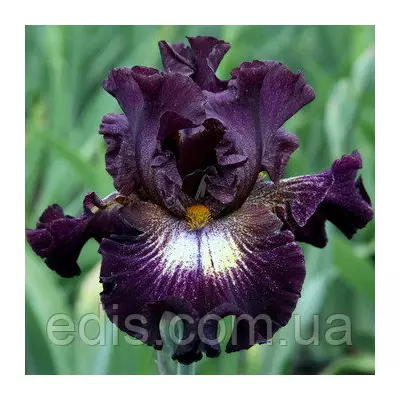 Ірис бородатий Tunnel Vision