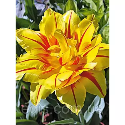 Тюльпан махровий ранний Monsella (Монселла) 3 цибулинки