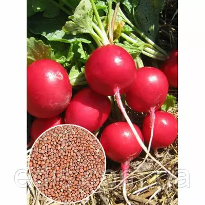 Редис Сакса, вагові насіння Яскрава 1 кг