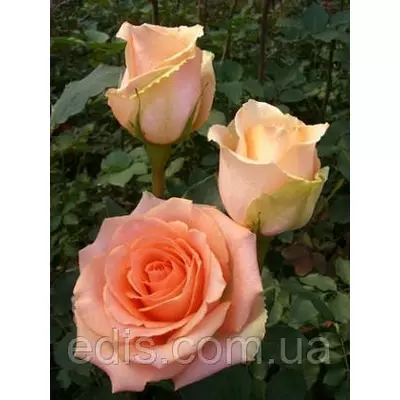 Троянда Версилія (Versilia) чайно-гібридна