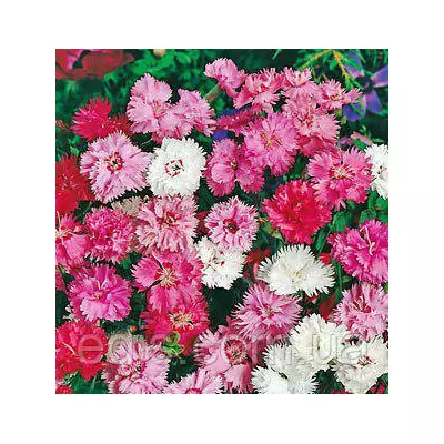 Гвоздика Пір'яста махрова 0,2 г, насіння Яскрава