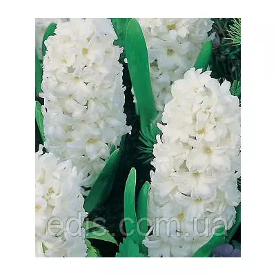 Гіацинт Carnegie 1 цибулина (калібр 18/19 - дуже великий)