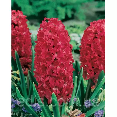 Гіацинт Jan Bos (Ян Бос) 1 цибулина (калібр 14/15 - великий)