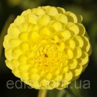 Жоржина Помпонная Deepest Yellow