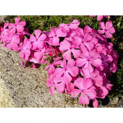 Флокс шилоподібний McDaniel’s Cushion (Макданиелс Кашн) малиново-рожевий великоквітковий