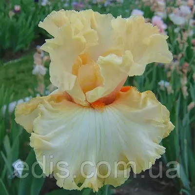 Ірис високий бородатий Мімоза (Mimosa)