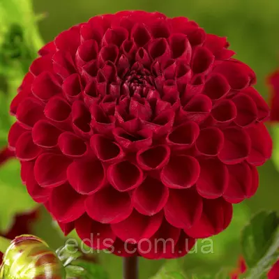 Жоржина Помпонная Viking