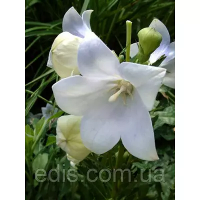 Платикодон Albus (широкодзвоник високий) кореневище А