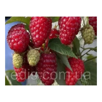 Малина ремонтантна Діамантова