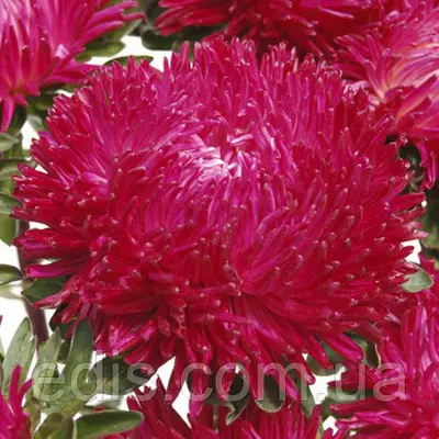 Айстра принцеса Кріспіна 0,3 г насіння Яскрава