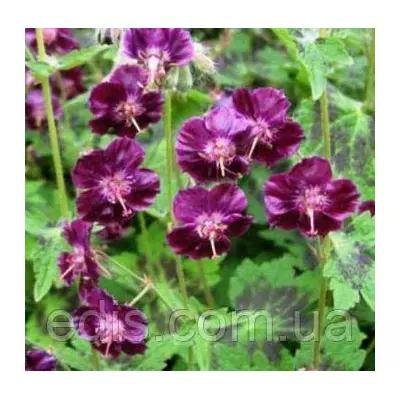 Садова Герань Phaeum Samobor (Самобор)