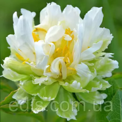 Півонія Green Halo (Грін Хэйло) кореневище