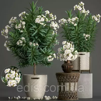 Олеандр білий White Lady (Уайт Леді) кімнатна рослина