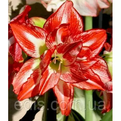 Гіппеаструм махровий Pasadena / Песедіна / 1 цибулина 24/26