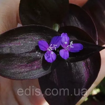 Живець Традесканція зебрина Deep Purple (Темно-фіолетова) свіжозріз