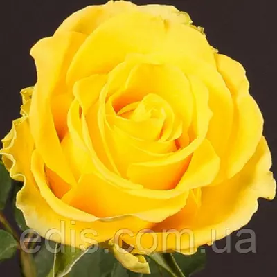 Троянда Пенні Лейн (Penny Lane) чайно-гібридна