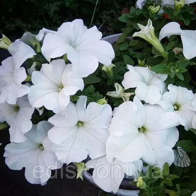 Петунія гігантська Пуваб F1, 10 насінин-драже, серія PREMIUM ТМ Яскрава