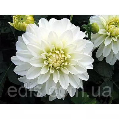 Жоржина низькоросла Gallery Art Fair