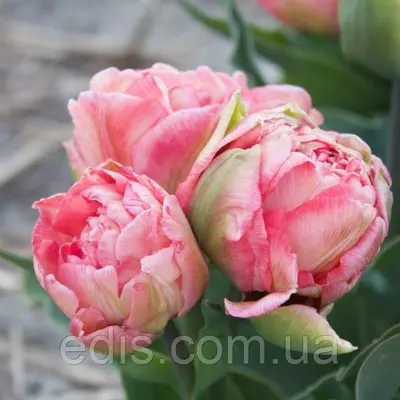 Тюльпан махровий мультифлора Sweet Amy (Світ Емі) 3 цибулинки