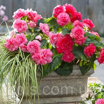 Бегонія бульбова махрова New Star Рожева, 1 бульба