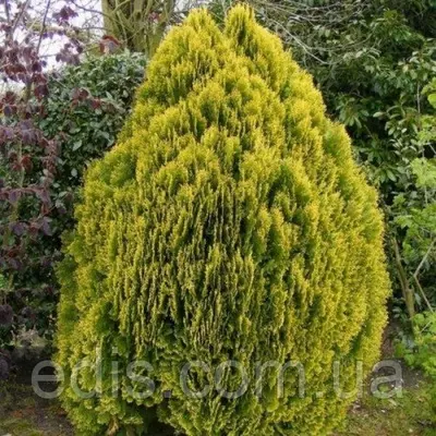 Туя Aurea Nana (Ауреа Нана) у контейнері 2 л