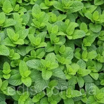 М'ята Мароканская, саджанець Р9