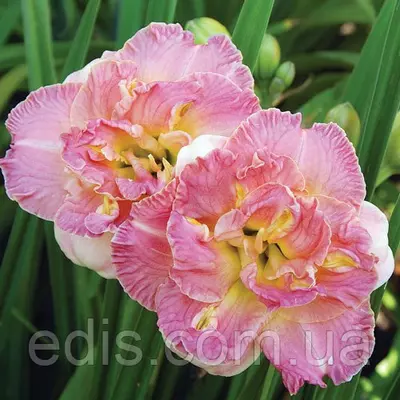 Лілейник Lacy Doily кореневище