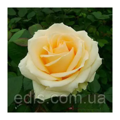 Троянда Піч Аваланж (Peach Avalanche) чайно-гібридна