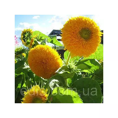 Соняшник декоративний махровий високий 2 г, насіння Яскрава