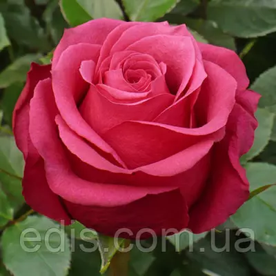 Роза Амалія (Amalia) чайно-гібридна