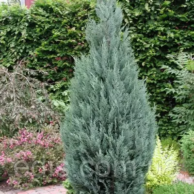 Кипарисовик White Spot (Лавсона Вайт Спот) у контейнері