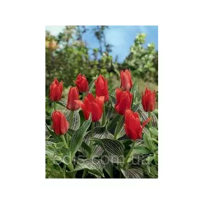 Тюльпан гібрид Грейга Red Riding Hood (Ред Райдін Гуд) 3 цибулини