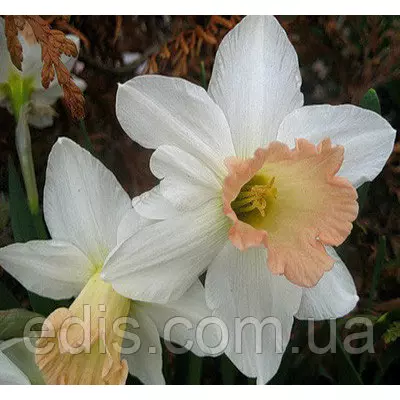 Нарцис Корончатий Salome (Саломе) 2 цибулини