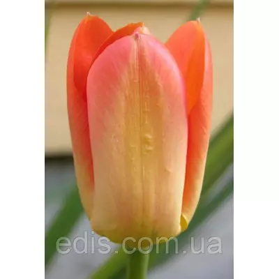 Тюльпан гібрид Фостера Orange Breeze (Оранж Бриз) 3 цибулинки