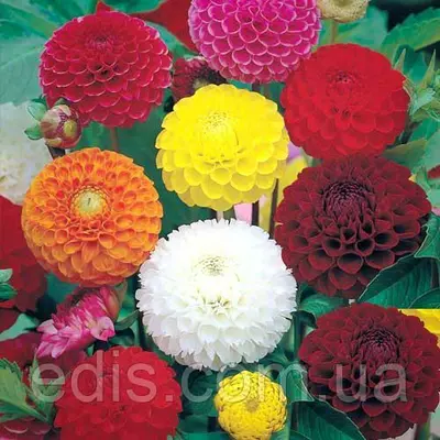 Жоржини Помпонні суміш 0,3 г, насіння Яскрава