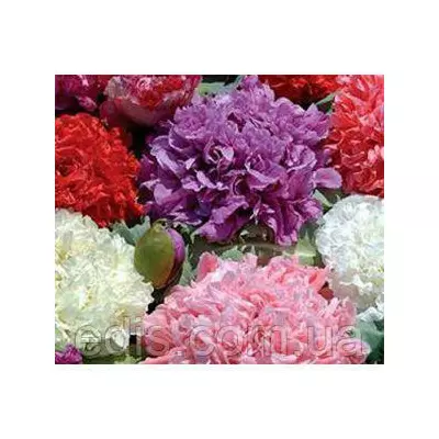 Мак махрова суміш 0,2 г