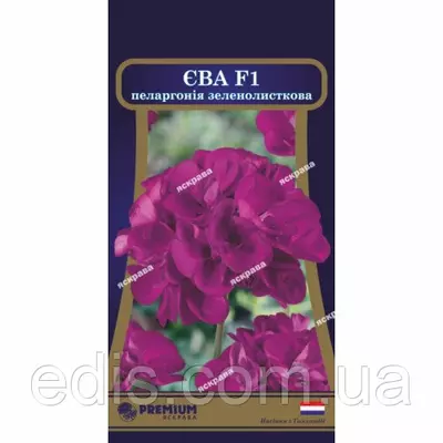 Пеларгонія зеленолистная Єва F1 5 насінин в оболонці, Яскрава PREMIUM