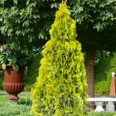Туя західна Golden Brabant (Голден Брабант) у контейнері