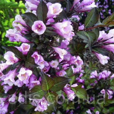 Вейгела Nana Purpurea (Нана Пурпуреа), саджанець