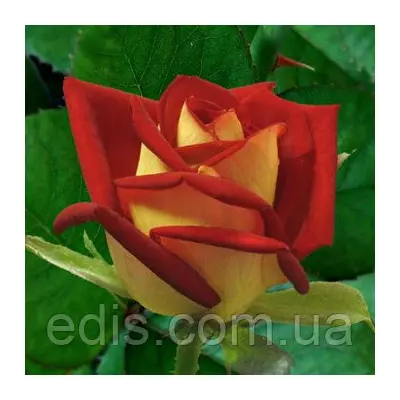 Троянда Нью Фешн (New Fashion) чайно-гібридна